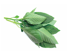 ملـــوخيــــــــة أوراق